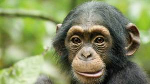 Chimpanzee