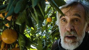 Tangerines